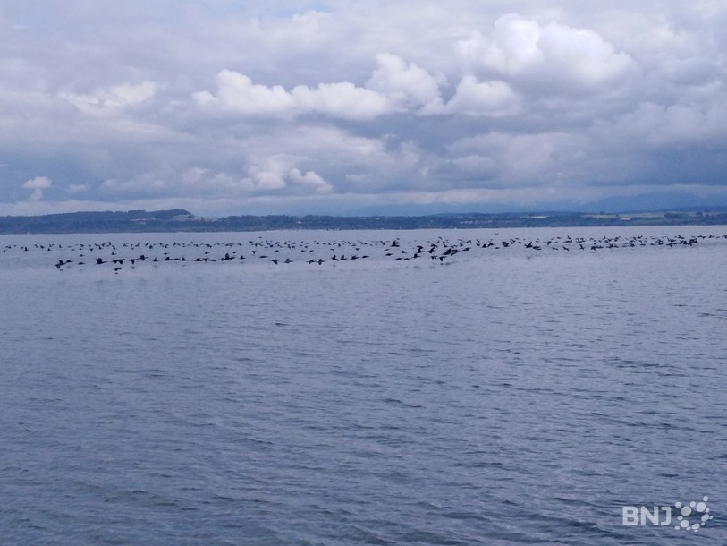 Le Lac de Neuchâtel sert aux entraînements des tirs air-sol des forces aériennes de l'Armée suisse.