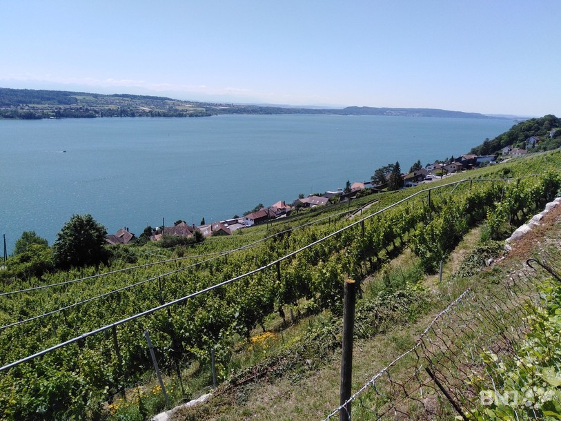 Plus de 1740 tonnes de raisin ont été récoltés dans la région du lac de Bienne. (Photo: archives)