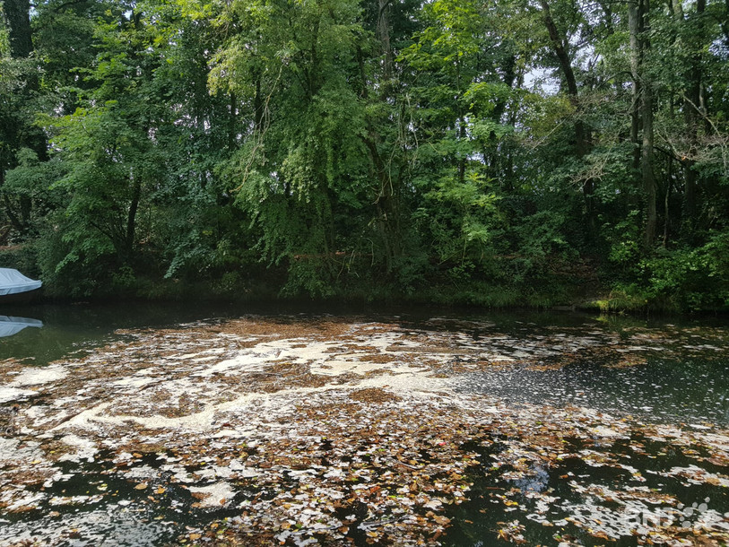 En 2020, des cyanobactéries étaient apparues sur l'Areuse. (Photo d'archives)