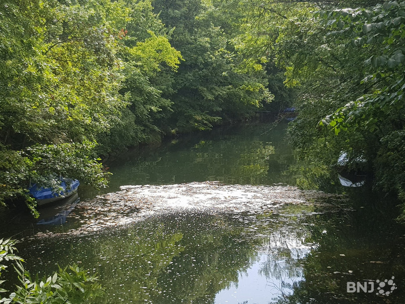 Les cyanobactéries sont présentes lors de fortes chaleurs et dans des eaux stagnantes. (Photos d'archives)