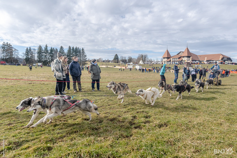 Les courses de chiens de traineaux de Saignelégier auront lieu sur herbe, comme l'an dernier (photo: archives, Jonathan Vallat).