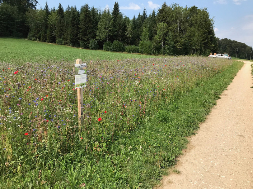 Une bande fleurie à la Bürgisberg à Bourrignon. (Photo : AgriJura).