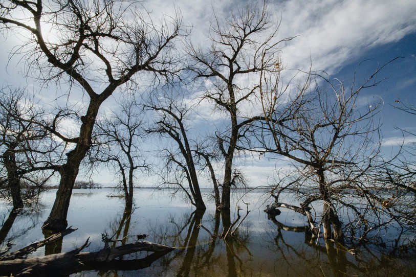 Image prétexte d’arbres dans de l’eau. Photo : Unsplash