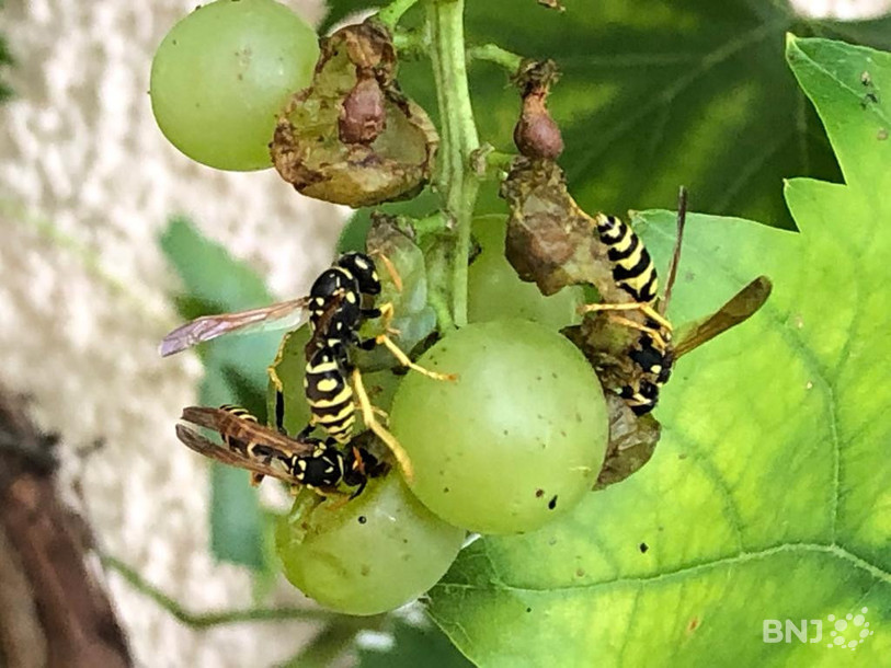 Les guêpes s'attaquent au raisin du vignoble jurassien.