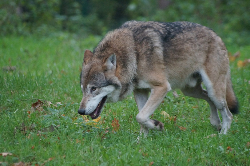 Le loup a probablement déjà traversé la région, mais rien n'indique encore qu'il s'y soit établi. (photo d'illustration)