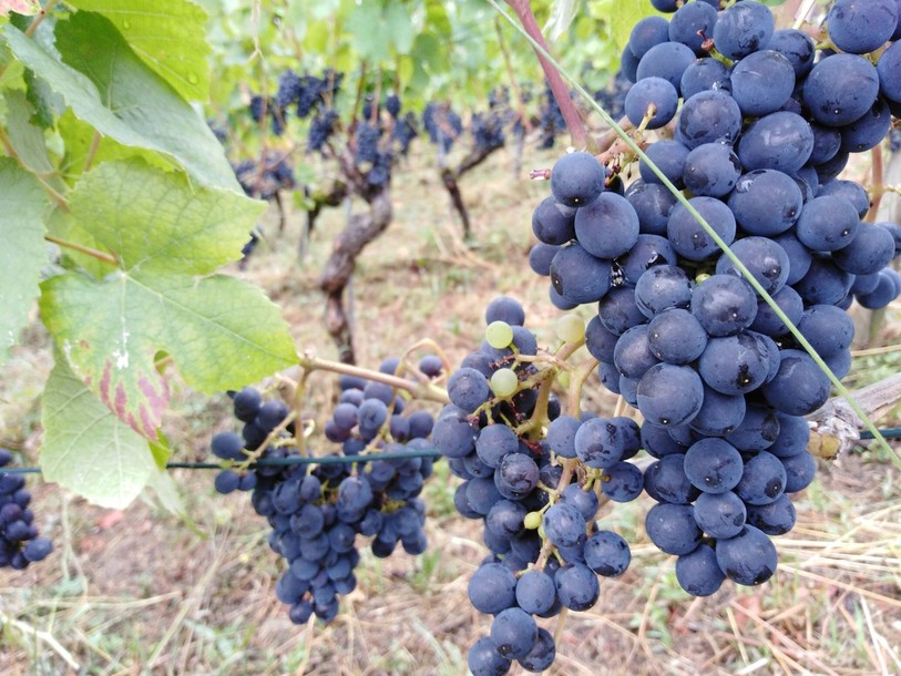 Les encaveurs neuchâtelois se sont démarqués lors du Grand Prix du Vin Suisse. (Photo d'illustration)