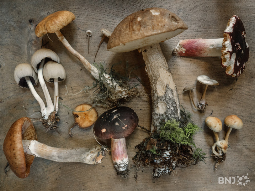Les champignons pourront être contrôlés à partir de lundi à Delémont. (Photo : Unsplash/Andrew Ridley).