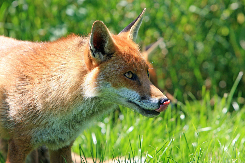 La maladie de Carré peut provoquer paralysie et convulsions chez l'animal. (Photo : ldd)