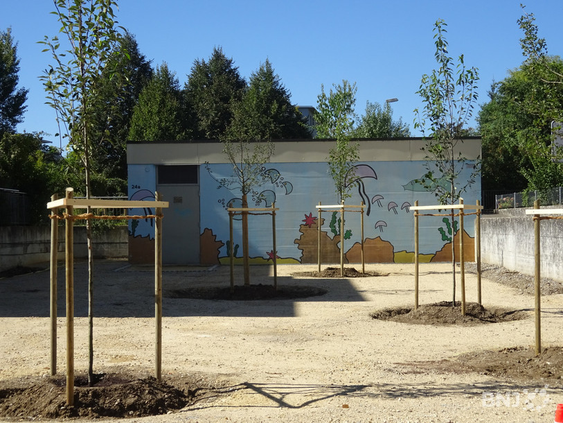Fini le béton, place aux arbres dans ce futur parc situé à la rue de Büren, à Mâche.
