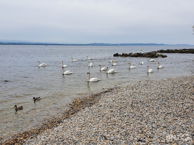 La bactérie serait présente en raison des matières fécales des cygnes. Photo : illustration.