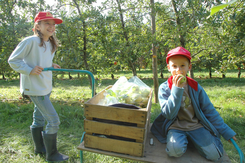 La cueillette de pommes sera à l'honneur pour la vingtième édition de la Semaine du Goût dans le Jura et le Jura bernois.