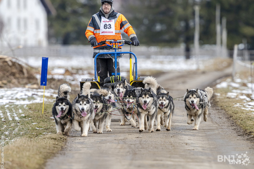Les chiens de traîneaux ont couru sur des pistes vertes durant le week-end à Saignelégier, malgré une petite pellicule de neige tombée dans la nuit de vendredi à samedi. (Photo : Jonathan Vallat).