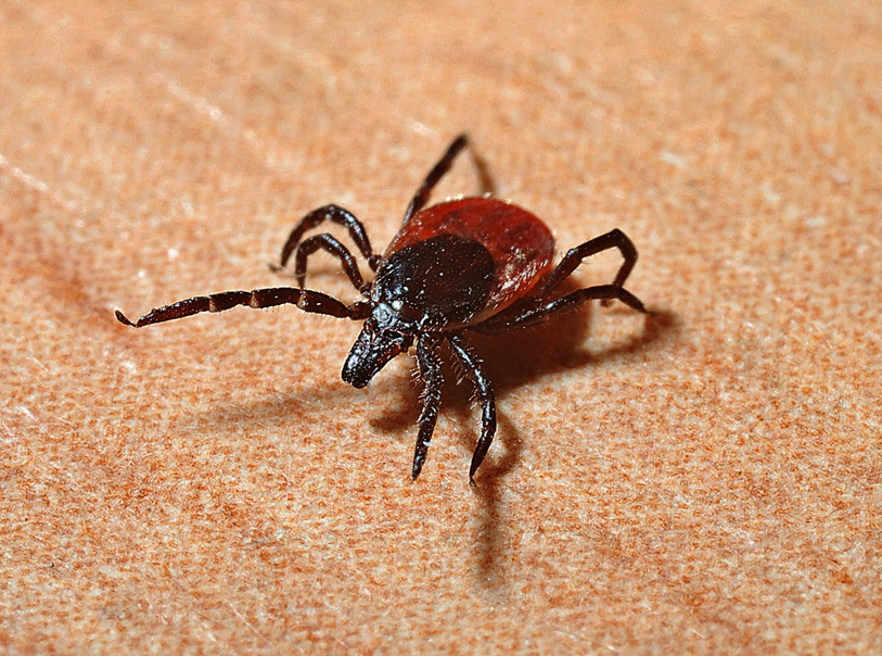 Les symptômes de l'encéphalite à tiques s’apparentent à ceux d’une grippe  : fièvre, maux de tête, articulations douloureuses. (Photo: ldd)