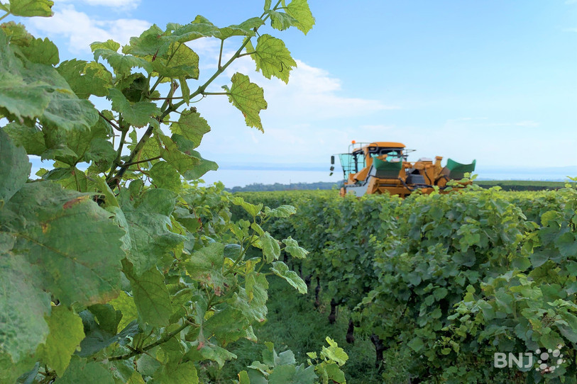 Les chaleurs du mois de septembre ont précipité le début des vendanges à Auvernier.