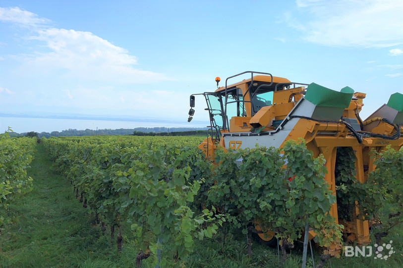De nuit, ce sont les machines à vendanger qui sont en charge de la récolte.