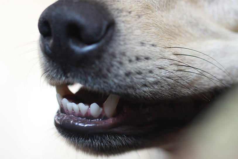 La petite chienne a été aperçue à Alle, Courgenay et Cornol (photo libre de droit : illustration).