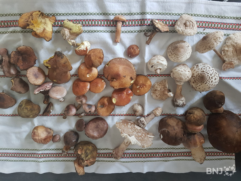 Les contrôleurs de champignons ont eu nettement moins de travail cette année, selon les chiffres de la ville de Delémont. (Photo: archives)