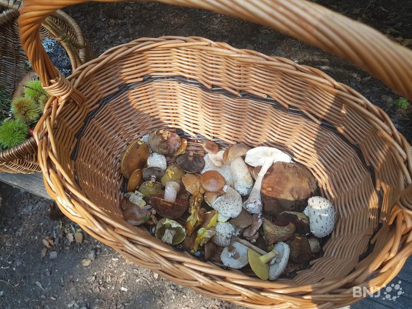 Les récoltes de champignons pourront être contrôlées dès lundi à Delémont. (Photo : archives).