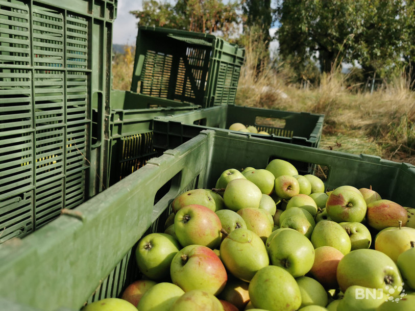 La récolte de pommes 2021 ne restera pas dans les annales. (Photo : archives).
