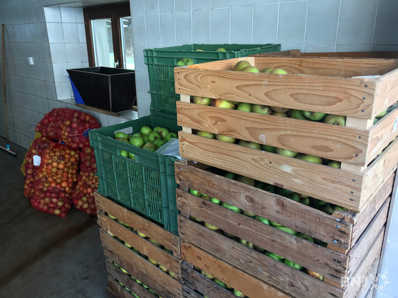 Des pommes de toutes sortes sont amenées au pressoir de Courrendlin.