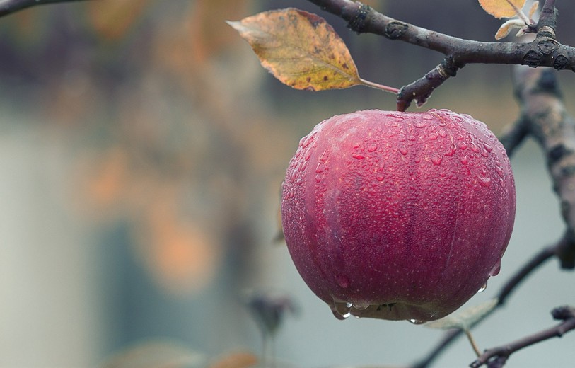Pomme en automne