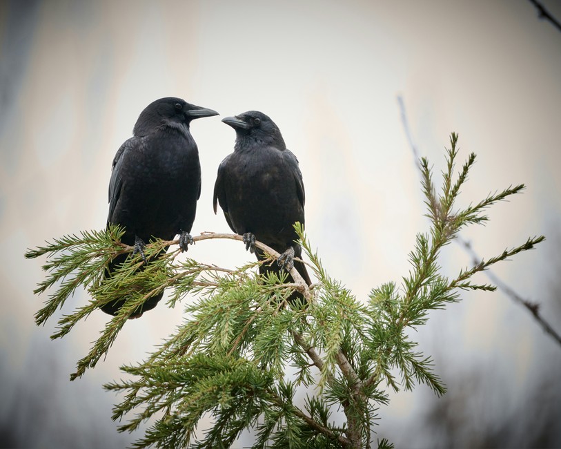 Image prétexte de corneilles. Photo : Unsplash