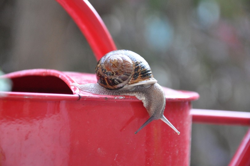 escargot