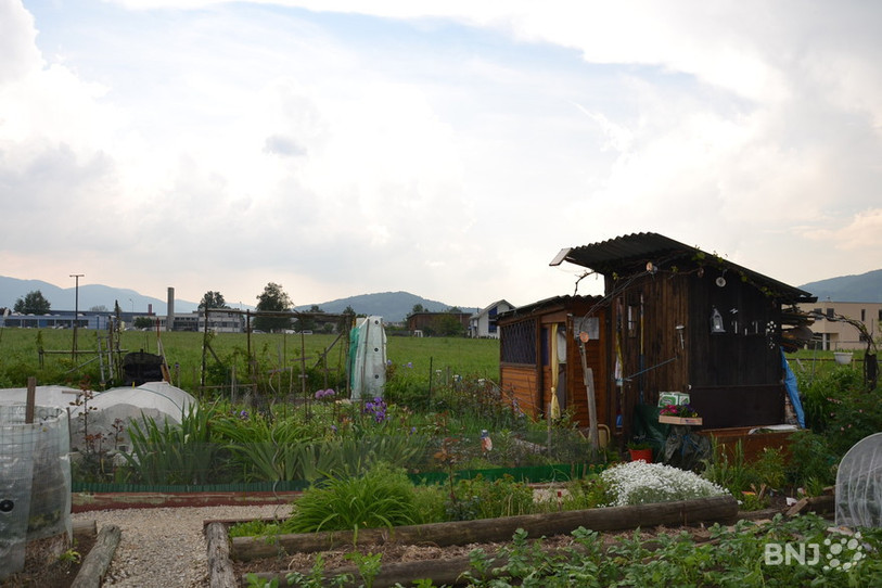 Les jardins communaux de Delémont doivent avant tout servir à cultiver fruits et légumes, d'après les autorités communales.