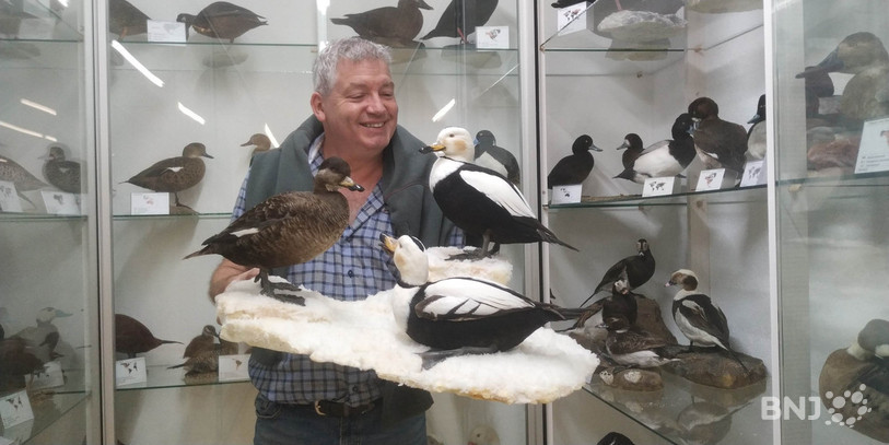 Dans ses nouvelles vitrines, Christian Schneiter expose 270 oiseaux faisant partie des anatidés. Sur les 160 espèces que comporte la famille, 130 sont mises en valeur, avec plusieurs individus parfois.