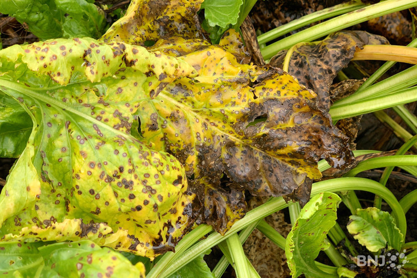 Le virus de la jaunisse grave de la betterave empêche son développement et limite la production de sucre.