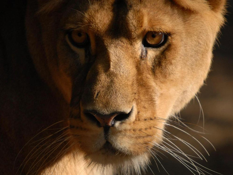 La lionne Sabu, 19 ans, passera ses vieux jours au Sikypark de Crémines. (Photo: Sikypark)