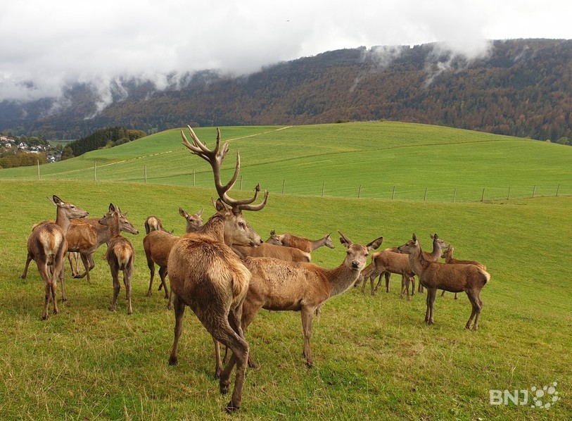 Un des deux cerfs reproducteurs de l'élevage. Il n'a pas eu à se battre contre le cervidé sauvage pour défendre son territoire.