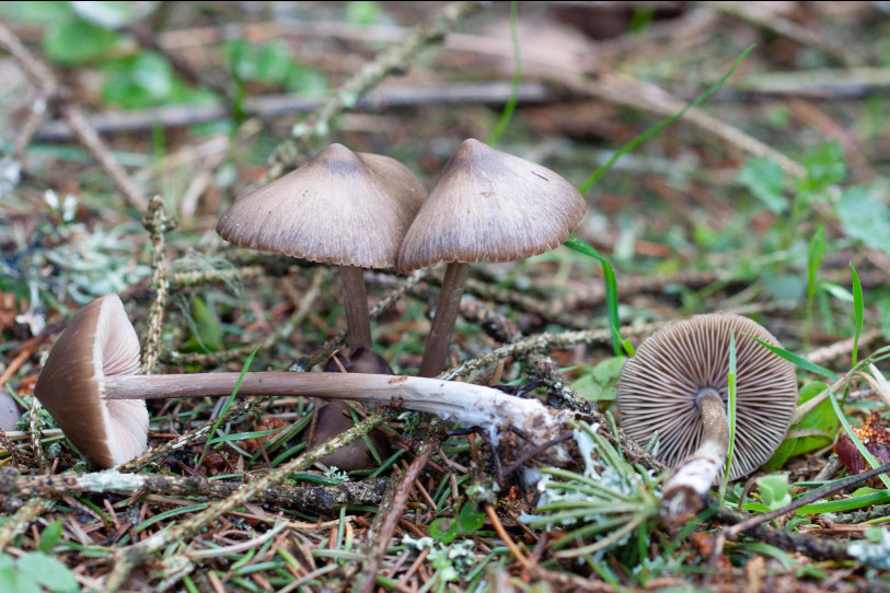Les champignons se portent bien avec la météo pluvieuse de ces dernières semaines.  (Photo : illustration : François Freléchoux)