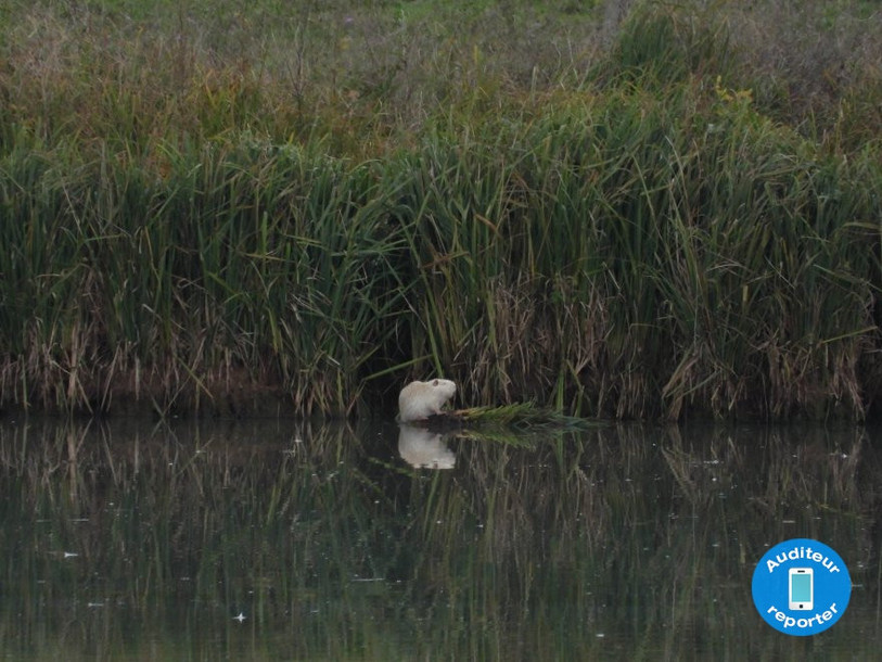 Le ragondin blanc a été aperçu mercredi matin aux abords des marais de Dampreux par une auditrice de RFJ.