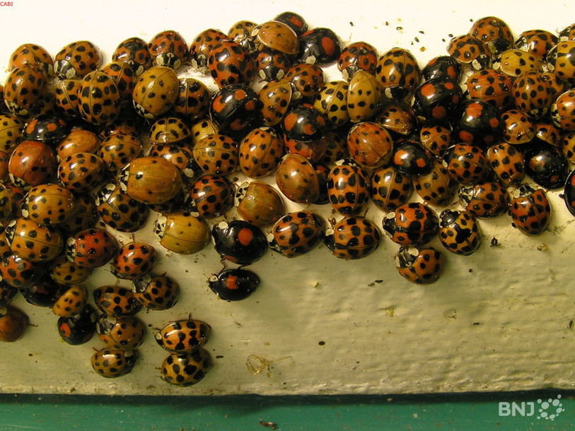 La coccinelle asiatique est reconnaissable à sa couleur jaune, orange ou rouge pâle. (Photo : archives).