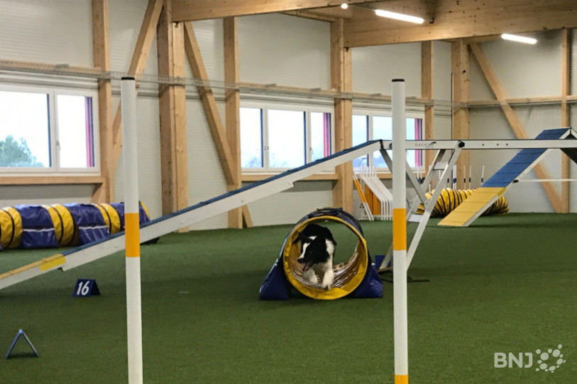L'agility, un sport qui demande une grande concentration de la part des chiens et des maîtres. (Photo : Draft, membre de l'équipe de la SEC, en pleine action).