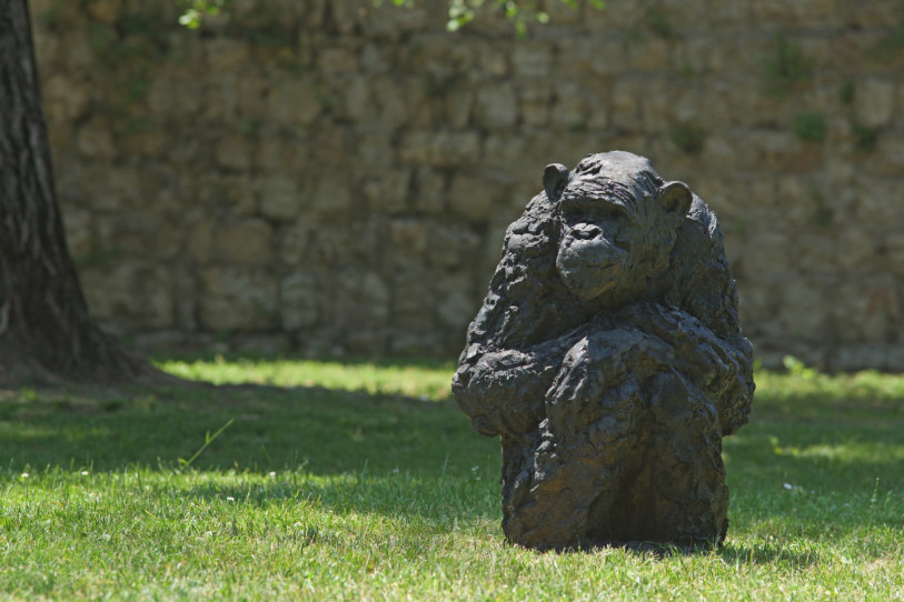 Des singes plus grands que nature surveilleront la ville dès le 23 mai prochain. (Photo : Davide Rivalta)