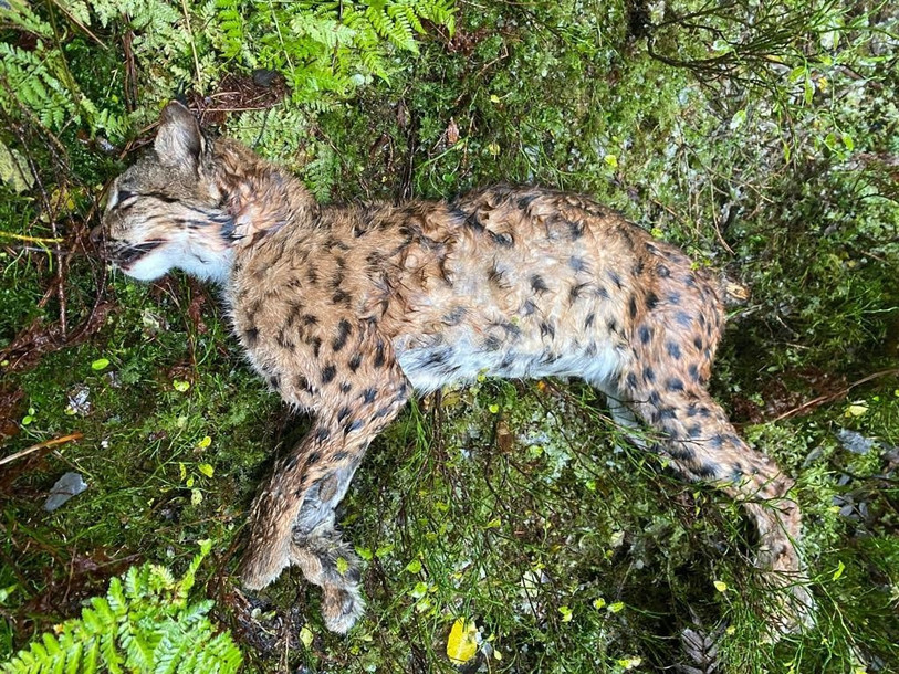 L'animal abattu est une jeune femelle. (photo : office de l'environnement)