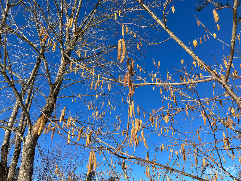 Les noisetiers sont en pleine floraison dans le canton de Neuchâtel. Ici à Chaumont. 