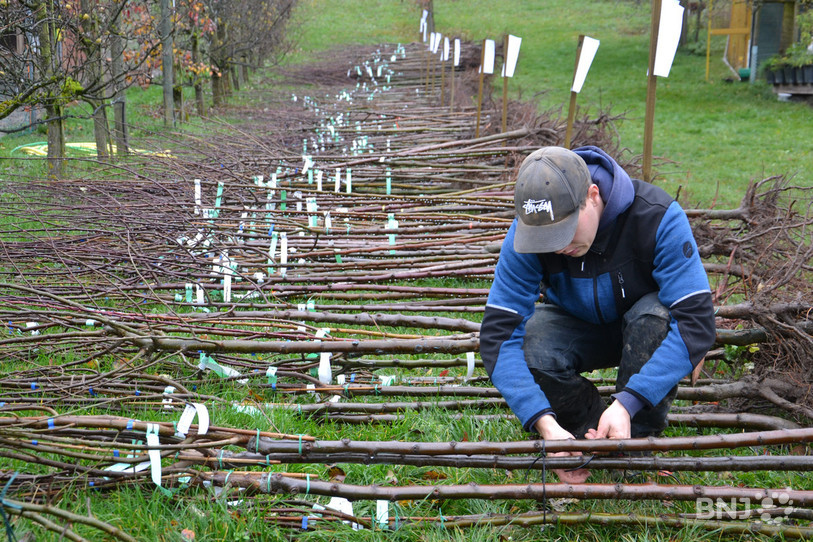 Malgré le coronavirus qui a eu raison de la Fête d'automne de Rétropomme, environ 1500 arbres fruitiers de variétés locales sont prêts à venir être chercher par les privés.