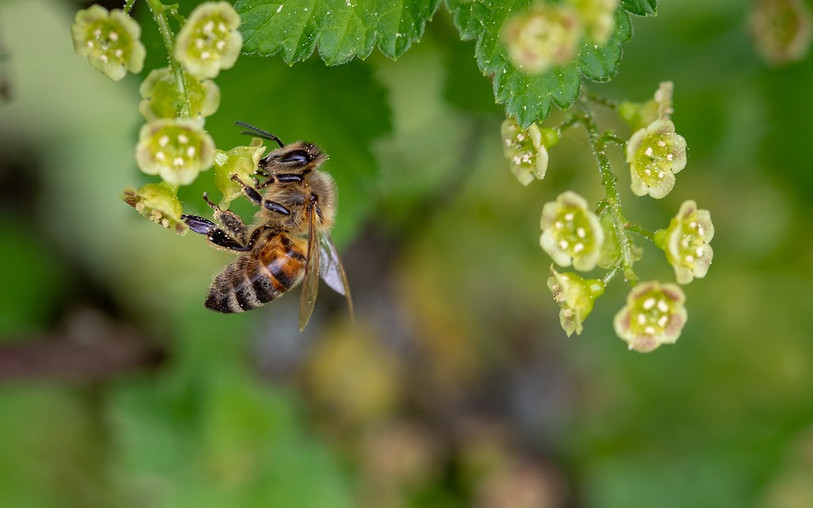 L’insecticide a été interdit en 2018 en Suisse pour protéger les abeilles. (Photo libre de droits).