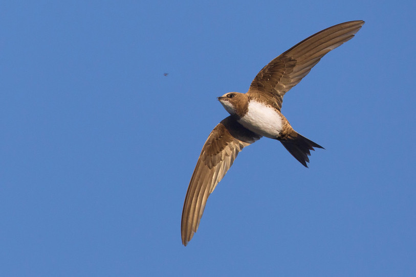 Le martinet à ventre blanc ne fait presque pas de pause lors de sa migration. (Photo: vogelwarte.ch)