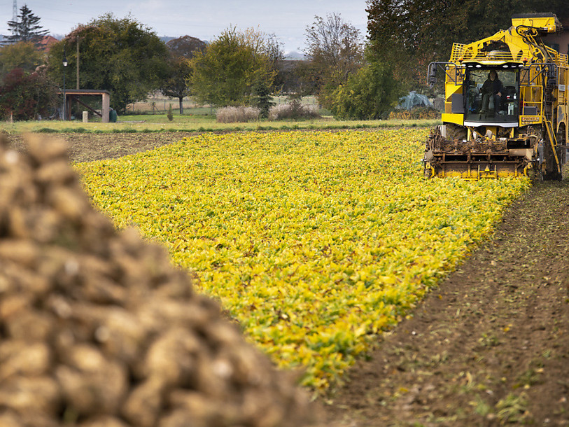 La Suisse n'autorise pas le néonicotinoïde « Gaucho » pour traiter les betteraves.
(Photo : KEYSTONE/LAURENT GILLIERON).
