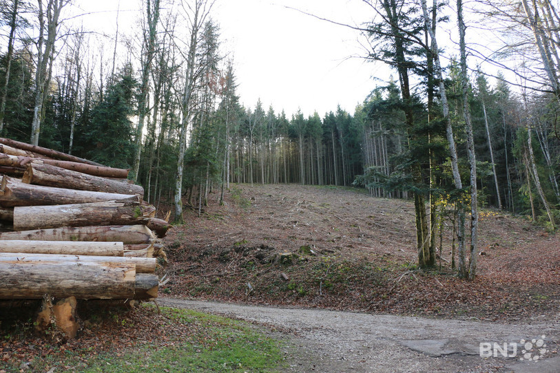 La vue d’une surface ravagée par le bostryche dans une forêt de la chaîne du Mont-Terri en Ajoie.