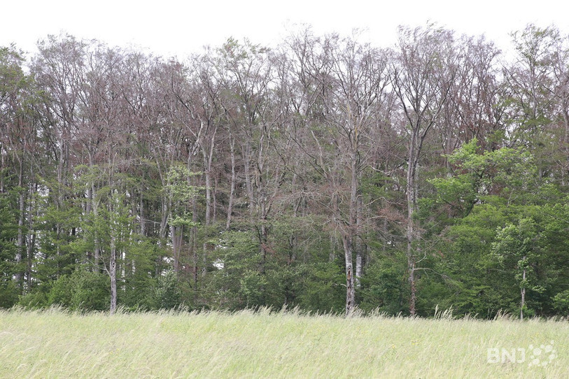 De nombreux hêtres ont notamment souffert de la sécheresse en Ajoie ces dernières années. (Photo : République et Canton du Jura).