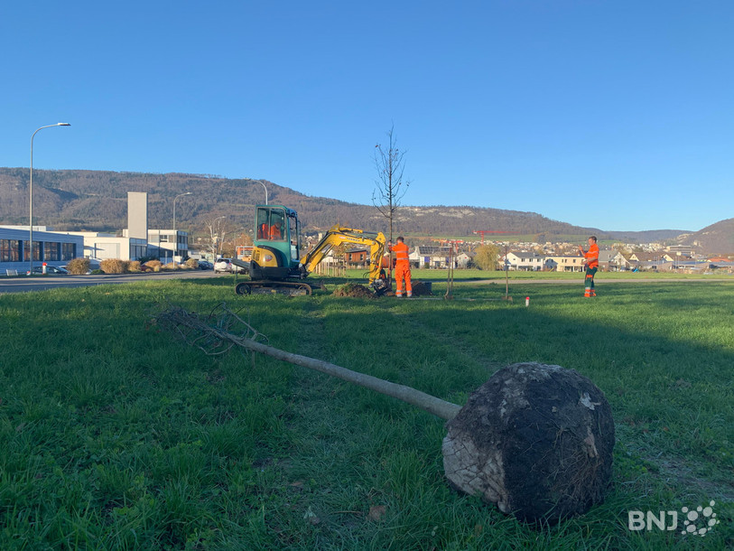 Les arbres ont été plantés cette semaine.