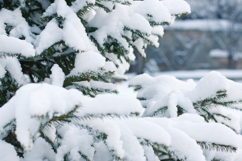 Sapin sous la neige