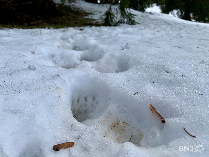 Les traces de blaireaux et autres animaux sont nombreuses sur le chemin.