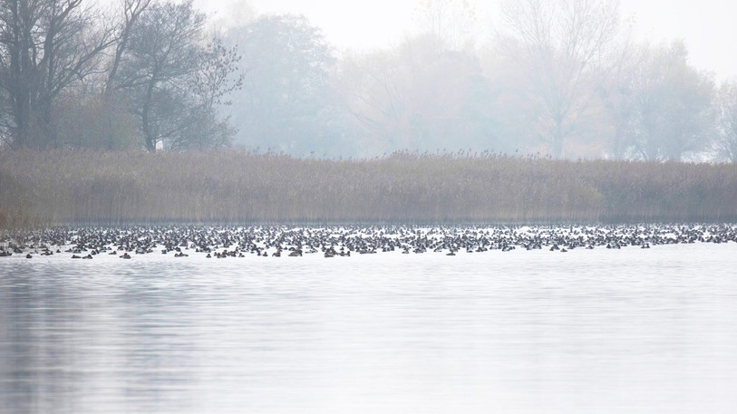 Un groupe de Fuligule milouin. (Photo : Christophe Sahli).