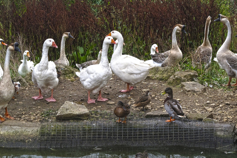 Malgré un froid de canard, « Carte blanche » vous fait profiter d'expressions animalières si présentes dans la langue française. (Photo : libre de droits).